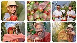 Family Picking Apples in an Orchard - Photo Collage