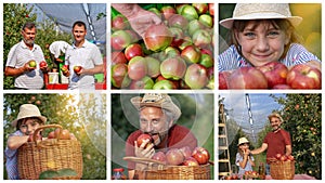 Family Picking Apples in Sunny Orchard Conceptual Photo Collage