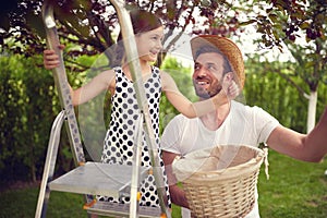 Family picking berries. Father and girl together pick cherry