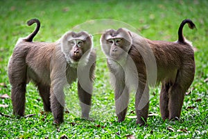 The family of pig-tailed macaque in the nature.