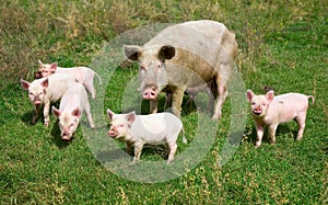 Family of pigs