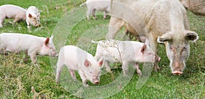 Family of pigs