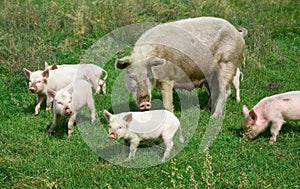 Family of pigs