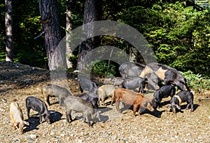 Family pigs in the Forest d`Aitone, Corsica photo