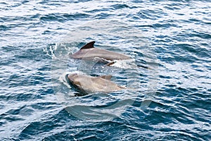 Family of pilot whales mid-swim in Norway's deep blue sea, sleek forms and captivating surface patterns