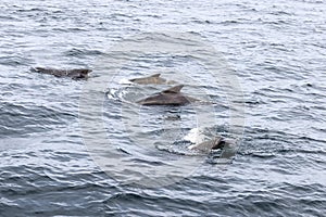Family of pilot whales in the deep blue of Andenes, calves thriving, Lofoten Islands