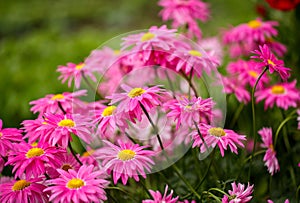 Family pink flowers bloom