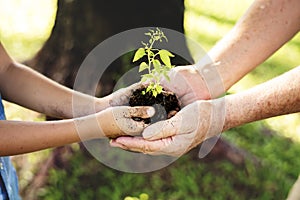 Family planting a new tree for the future