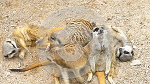 Family of playful Meerkats play with each other. Thailand