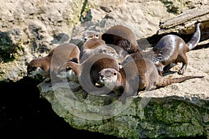 Family of European otter Lutra lutra