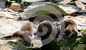 Family of European otter Lutra lutra