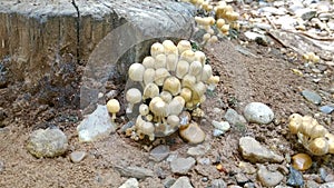 a family of poisonous mushrooms grows next to an old rotten stump