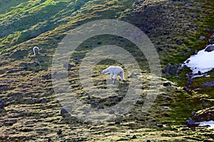 Family of polar bears on Northbrook island Franz Josef Land