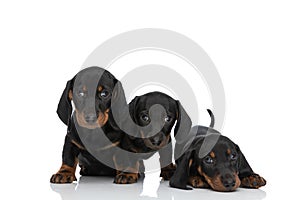 Family portrait of 3 small teckel dachschund puppies in studio