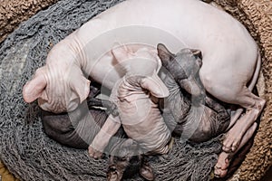 Family portrait of Don sphinx cat with little kittens sleeping in basket