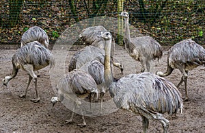 Family portrait of a group of American rheas standing together, tropical flightless birds from America, Near threatened animals