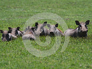 Family portrait of group of wild warthogs Phacochoerus africanus resting in meadow camouflaged  Bale Mountains National Park