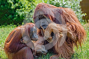 Family portrait of parents and child of Asian orangutans outdoor, details, closeup