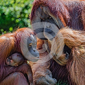 Family portrait of parents and child of Asian orangutans outdoor, details, closeup