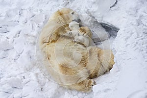 Polar bear with cub. Mother love.