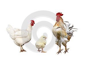 family portrait poultry chicken, red rooster bright yellow little chicken on a white isolated background