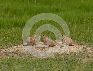 Family of Prairie Dogs