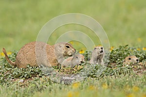 Family of prairie dogs
