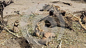 A Family of Prairie Dogs taking care of daily businesses