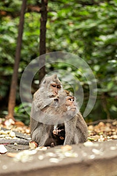 A family of primates sitting together in the forest. Forest of Monkeys in Ubud, Bali