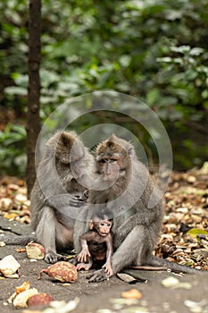 A family of primates sitting together in the forest. Forest of Monkeys in Ubud, Bali