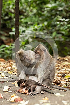 A family of primates sitting together in the forest. Forest of Monkeys in Ubud, Bali photo