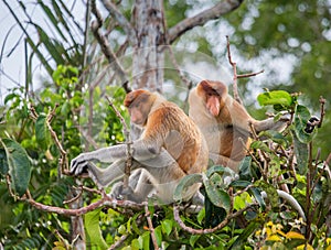 Family of proboscis monkeys sitting in a tree in the jungle. Indonesia. The island of Borneo Kalimantan.