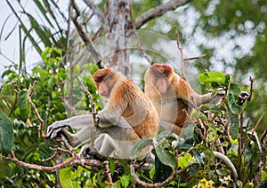 Family of proboscis monkeys sitting in a tree in the jungle. Indonesia. The island of Borneo Kalimantan.