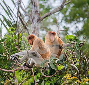 Family of proboscis monkeys sitting in a tree in the jungle. Indonesia. The island of Borneo Kalimantan.