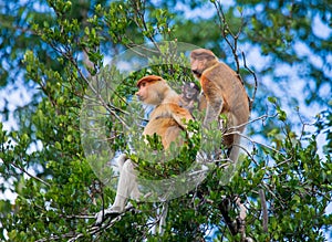 Family of proboscis monkeys sitting in a tree in the jungle. Indonesia. The island of Borneo Kalimantan.