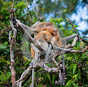 Family of proboscis monkeys sitting in a tree in the jungle. Indonesia. The island of Borneo Kalimantan.