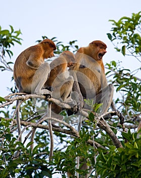 Family of proboscis monkeys sitting in a tree in the jungle. Indonesia. The island of Borneo Kalimantan.