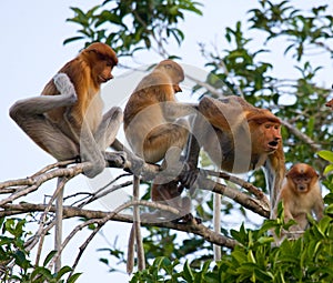 Family of proboscis monkeys sitting in a tree in the jungle. Indonesia. The island of Borneo Kalimantan.