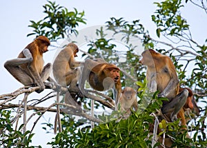 Family of proboscis monkeys sitting in a tree in the jungle. Indonesia. The island of Borneo Kalimantan.