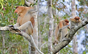 Family of Proboscis Monkeys sitting on a tree in the wild green rainforest on Borneo Island. The proboscis monkey Nasalis larvatu