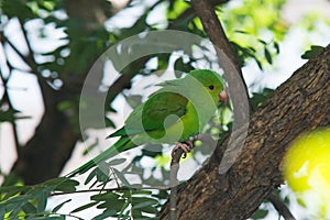 Perequito perched on the tree. PÃÂ¡ssaro, ave, bird, maritaca, mbai`ta, periquito, ÃÂ¡rvore, livre, free, wild life photo