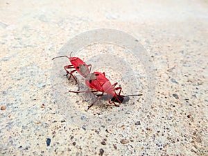 FAMILY PYRRHOCORIDAE AND LARGIDAE: RED BUGS, RED STAINERS, GIANT