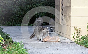 Family of raccoons looking for food