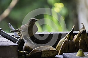 This family of ranphastidae birds of the order of the piciformes is very wide since it houses six genera and forty-two different s