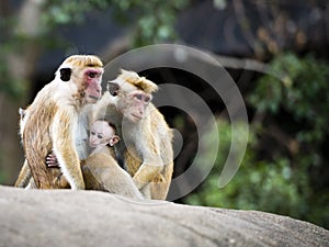 Family re-union of red-faced Macaque monkeys in the forest photo