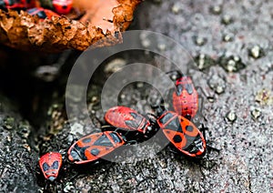 A family of red and black firebugs. Pyrrhocoris apterus on the tree bark.