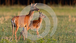 Family of red deer standing on field in summer sunset