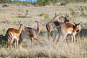 Family of Red Duikers