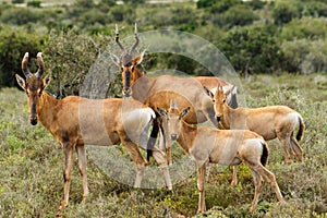 The Family - Red Harte-beest - Alcelaphus buselaphus caama