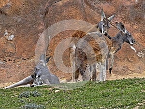 Family of Red Kangaroo, Macropus rufus, on pasture